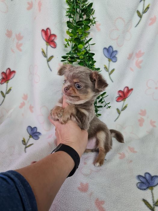 Excecional mini pelo comp Chihuahua/Chiuaua de Qualidad,LinhagemRussa