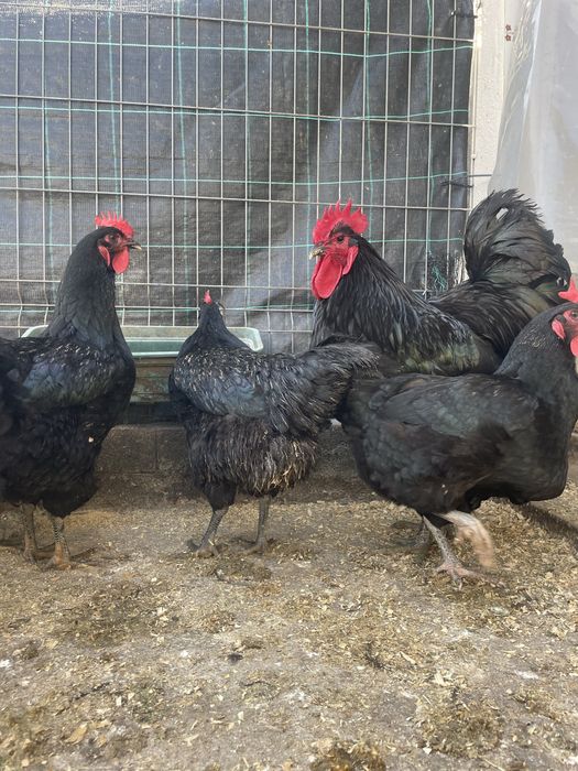 Ovos de jersey gigante