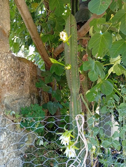 Catos gigantes San Pedro com flor..