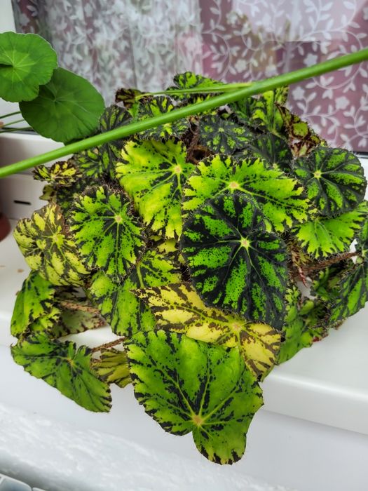 Бегония Бауэра тигровая