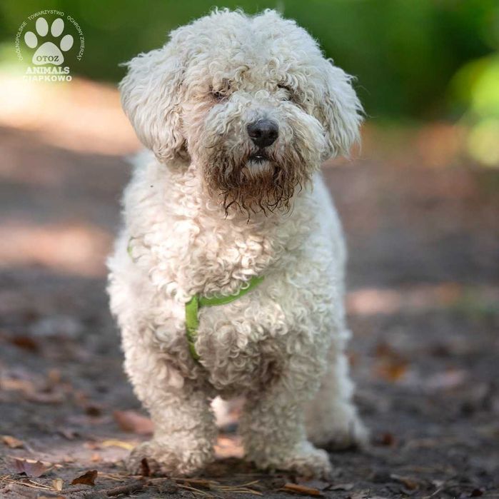 Rumpel szuka domu! OTOZ Animals Ciapkowo