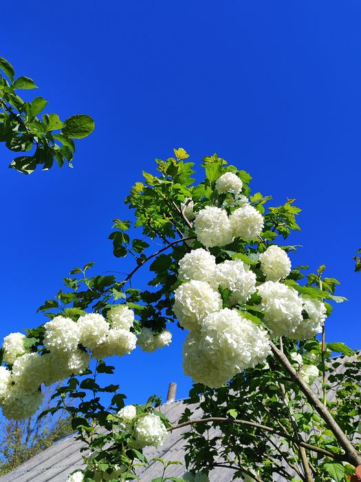 Калина Бульденеж