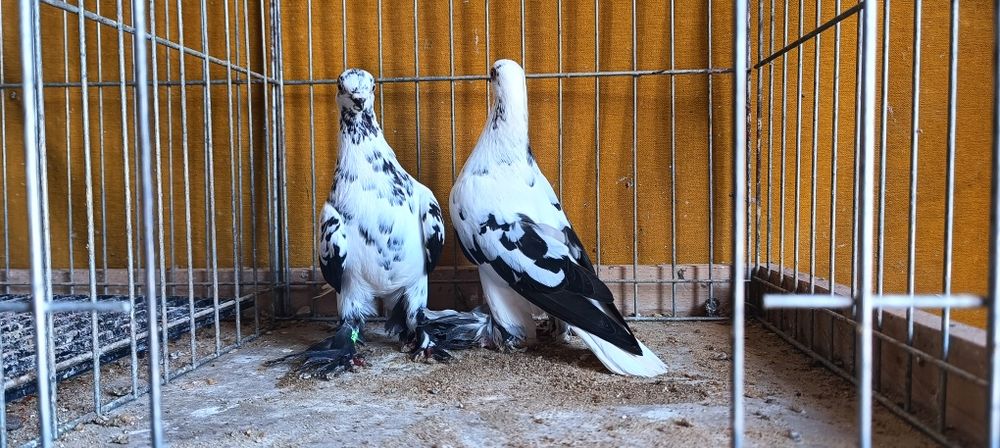 Gołębie z lotu Berliny na białym ogonie kosmate. Widyny