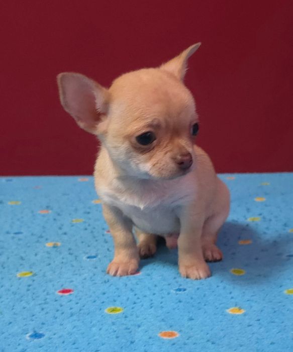 Chihuahua mini cabeça de maça