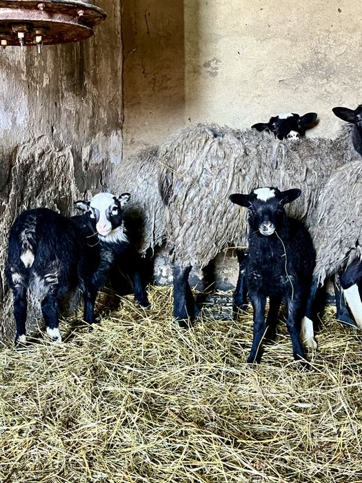 Ягнята барашки.