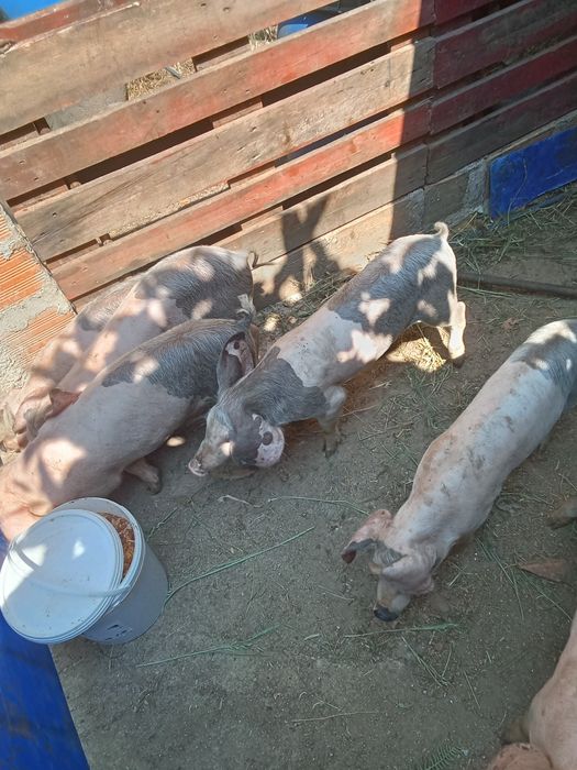 Vende-se leitões Bissaros