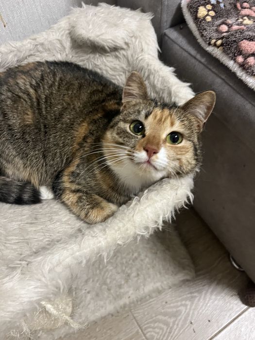 Віддам кицю в добрі руки