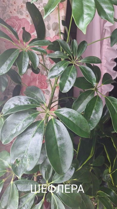 кімнатні рослини квіти/цветы