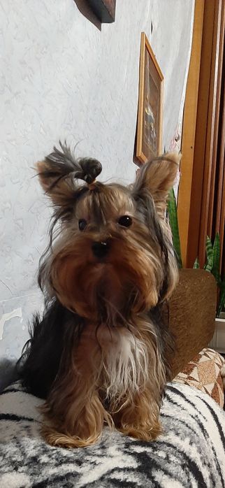 Вязка йорка хлопчик