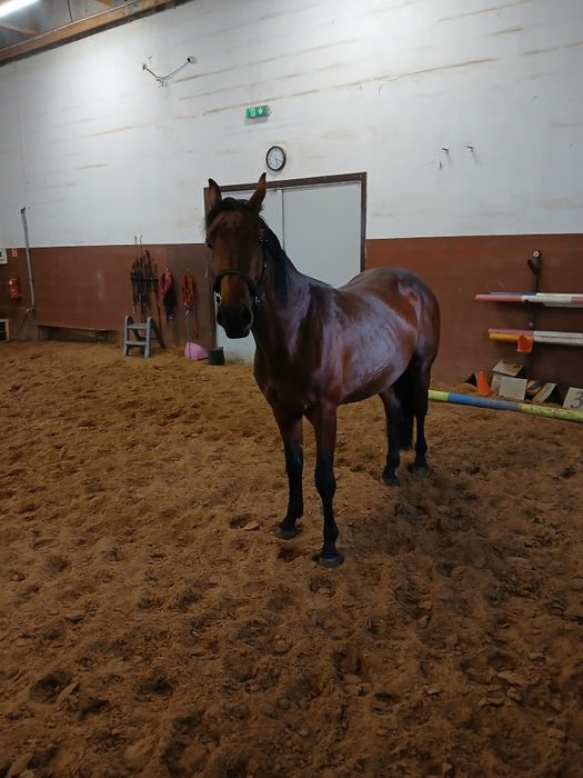 Ogier 03.2023 170cm