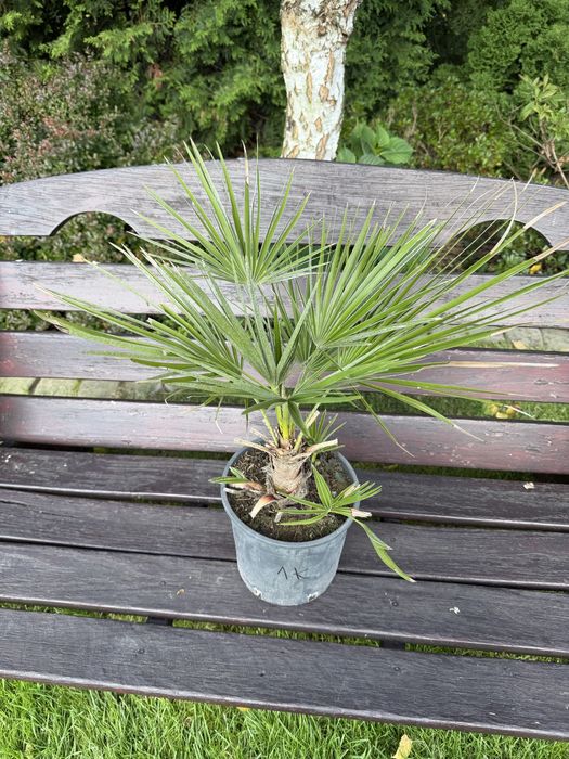 Chamaerops humilis karłatka