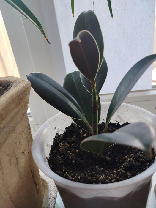 Фікус фикус эластика мелани