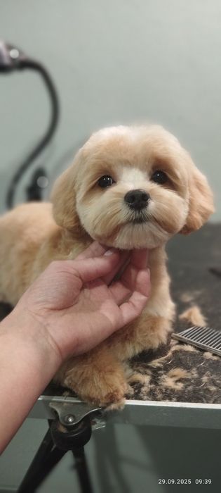 Послуги грумера.