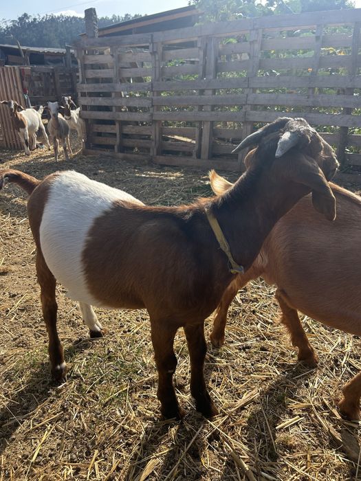 Cabrito Boer……..