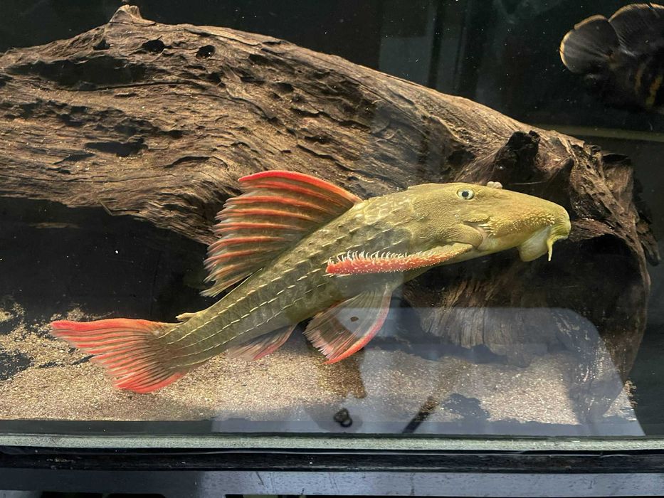 Pseudacanthicus L24 / L25 wild 20-40cm