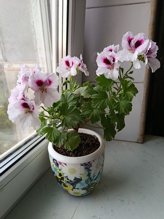 Королівська пеларгонія