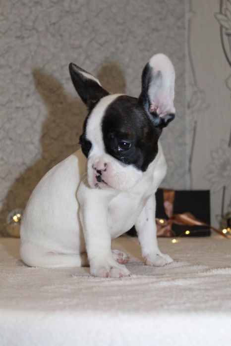 Французики генні карапузики