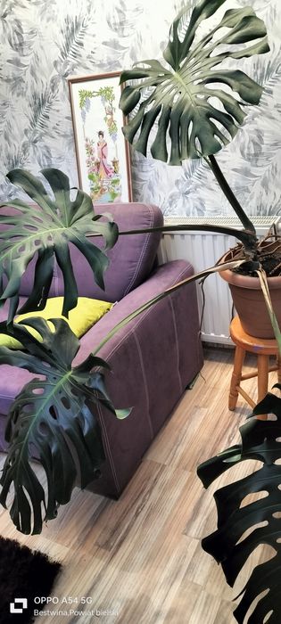 Sprzedam monstere dużą