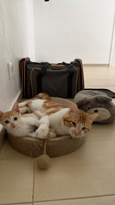 Gatinhos Laranjinhas Fofinhos