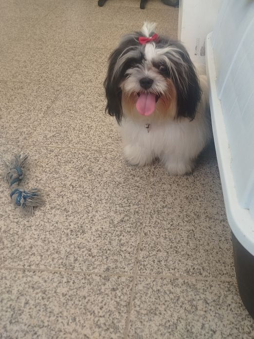 Shih tzu lindíssima