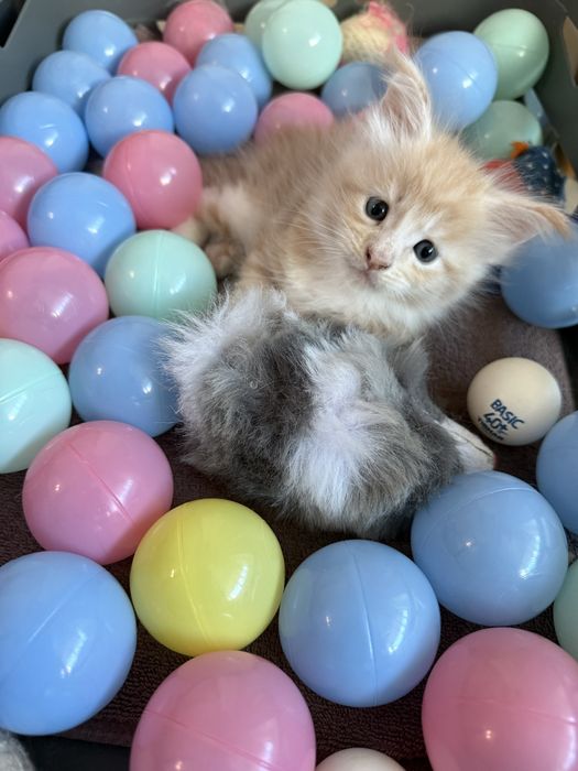 Gatinho Maine Coon