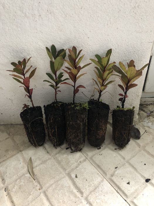 Medronheiro planta  para envio