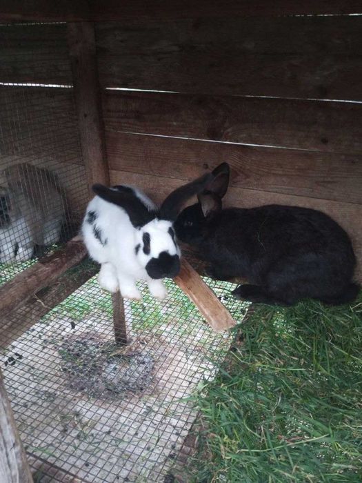 Продам кролів різних порід