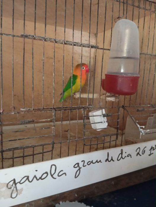 Vendo varias aves