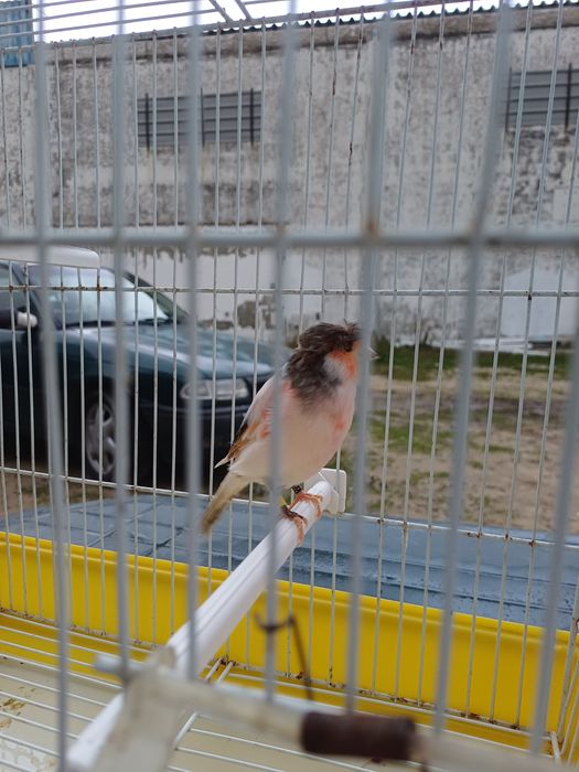 Disponivel estes dois canarios machos que estão na foto