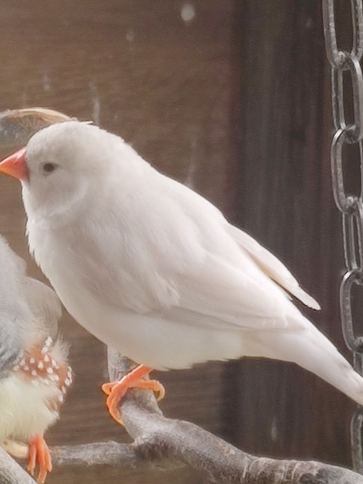 Sprzedam amadyna zebrowata  biała