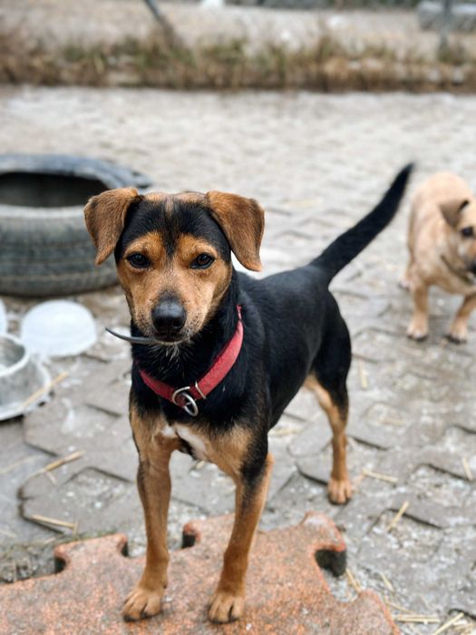 Dżamal - mały pies, który po prostu chce mieć dom