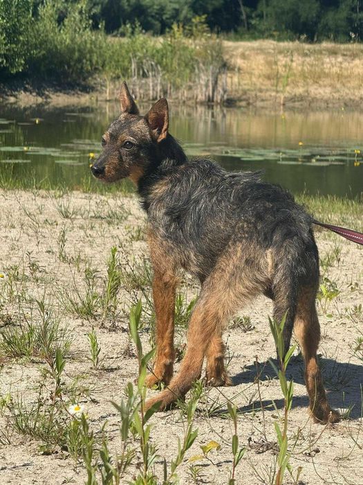 Podaruj niewielkiemu Tymkowi mix teriera dom