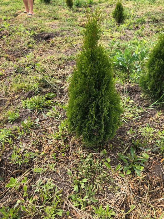 Туї смарагд за оптовою ціною.: 230 грн. - Сад / город Івано-Франківськ ...