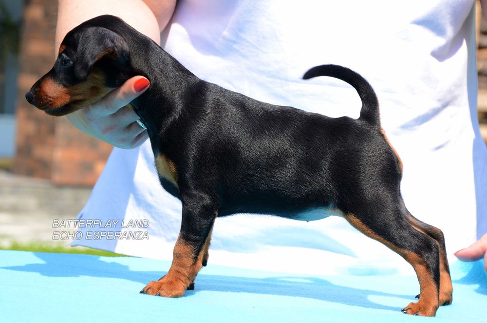 Цвергпінчер ( карликовий , миниатюрний пінчер )