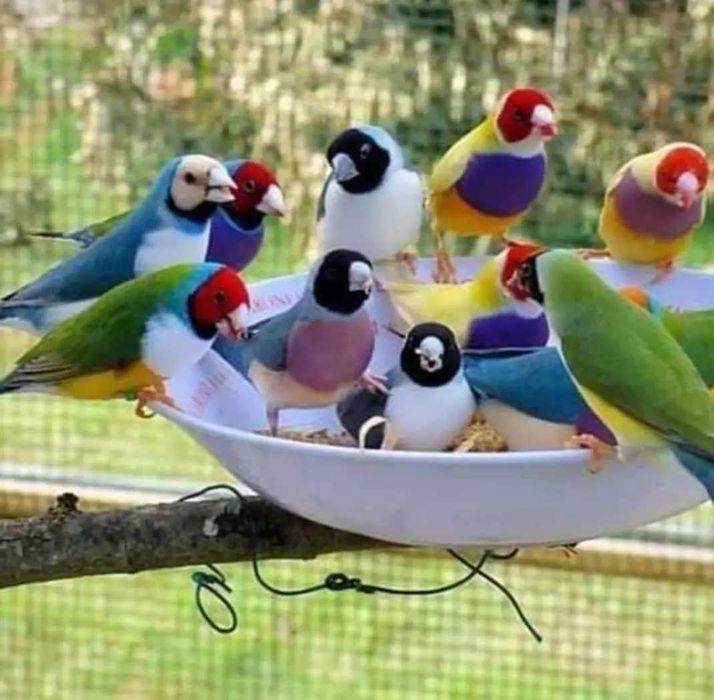 Casal de canários + gaiola nova+alimentação adequada