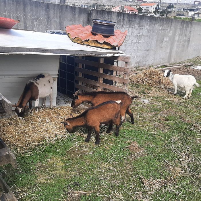 Vendo cabritas femeas