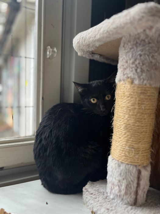 Czarny, młody kotek do adopcji. Borysek szuka domu!