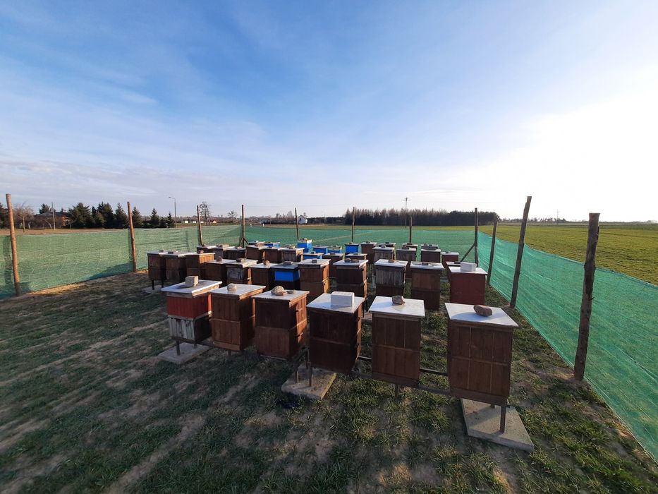 Pasieka Sprzedam Pszczoły