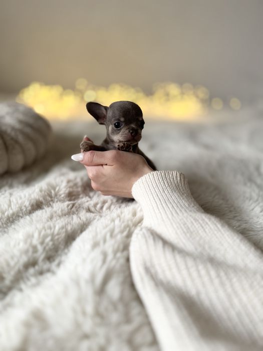 *Chihuahua* sunia Benia