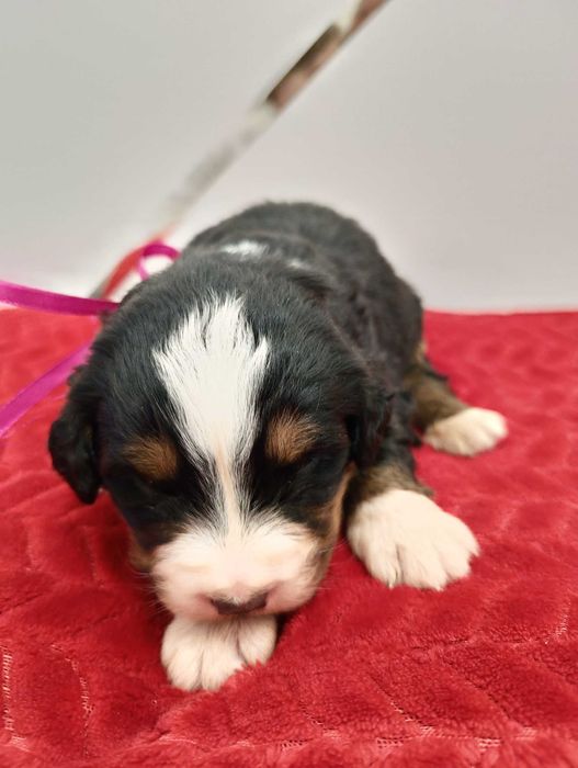 Berneński Pies Pasterski