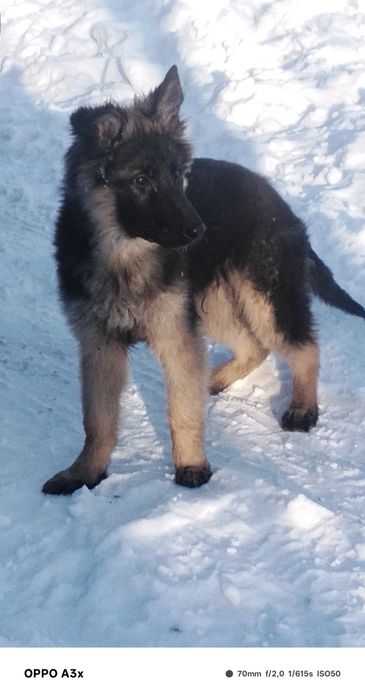 Продаж до  німецьких цуценят