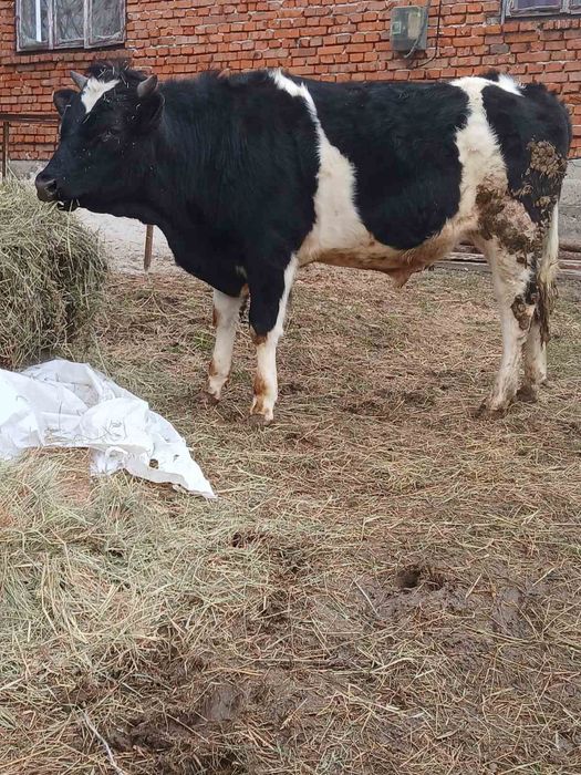 Бик для спарювання