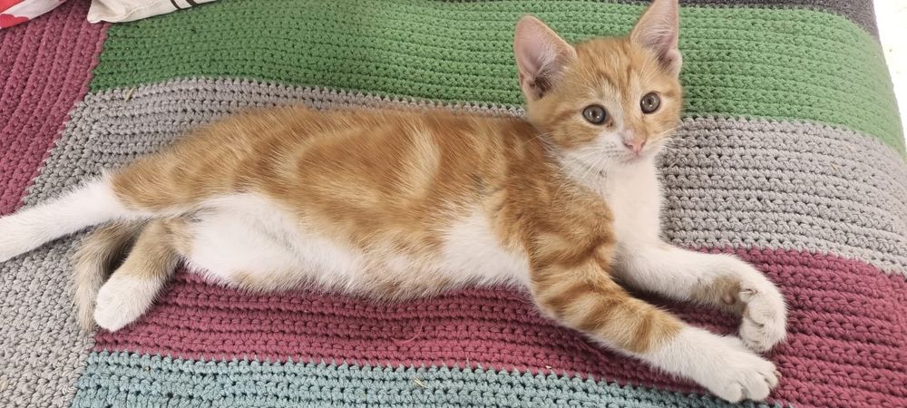 Рыжие котята в семью