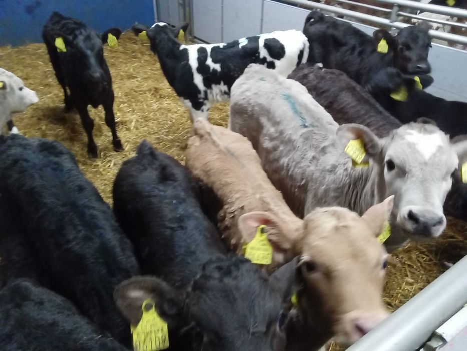 Cielęta byczki jałówki mięsne , mleczne