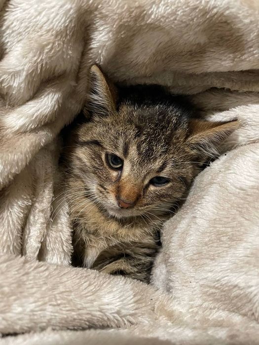 Кошеня безкоштовно