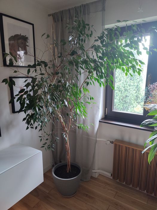 Fikus Benjamin duży