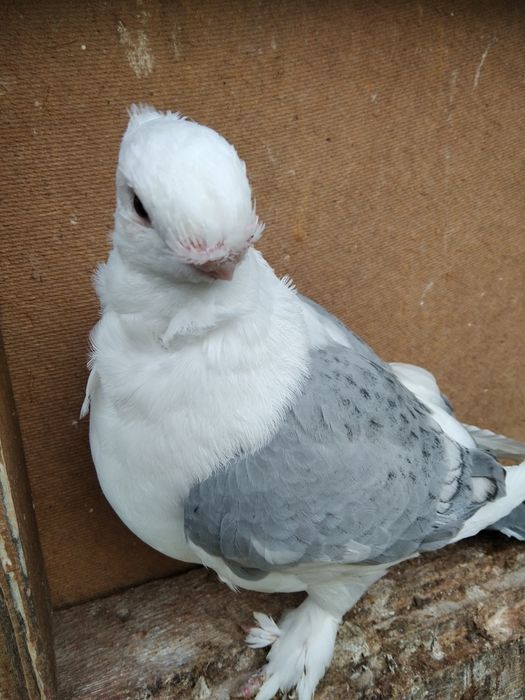 Mewki orientalne samica 2023 r samiec 2025r