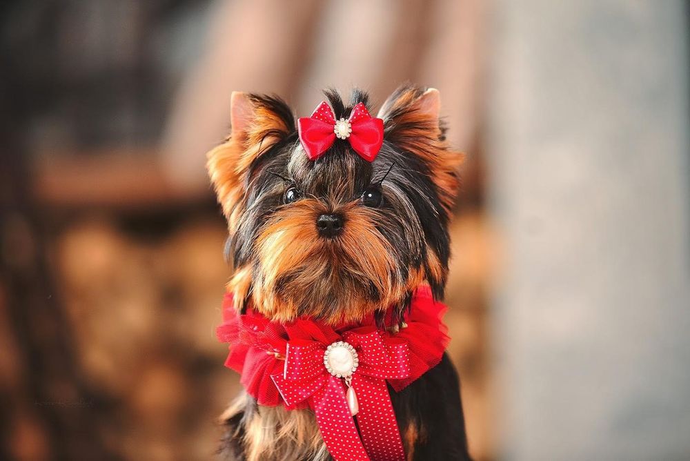 Професійний розплідник пропонує