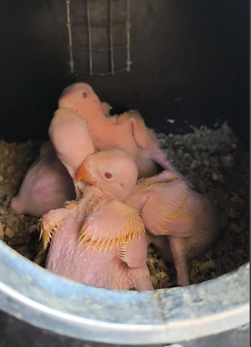 1 Ring neck Lutino Macho