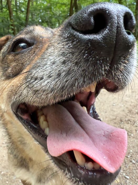 Spokojny pies do adopcji – wierny towarzysz na lata